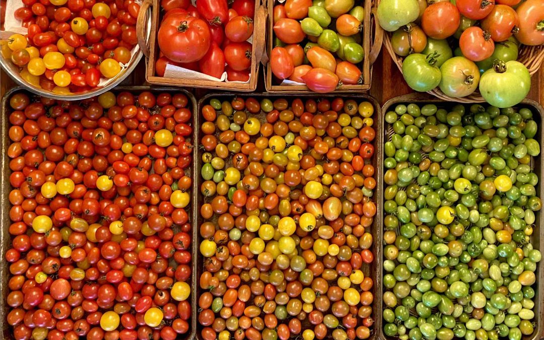 Récolte tomates colorées Isabelle Côté nutritionniste